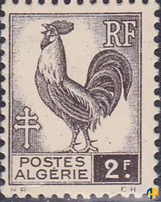 Coq d'Alger