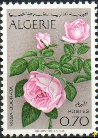 Flore - Fleurs