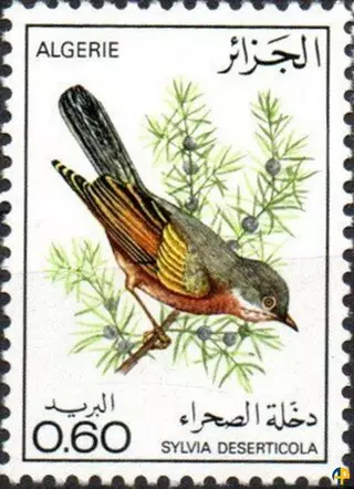 الحياة البرية - الطيور