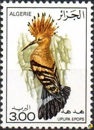 الحياة البرية - الطيور