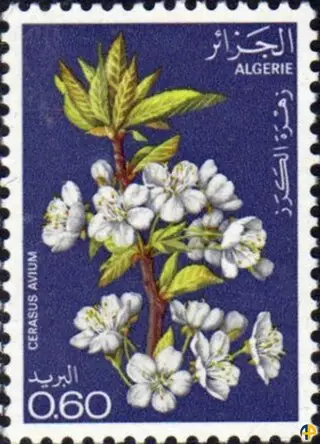 Fleurs d'Arbres