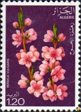 Fleurs d'Arbres