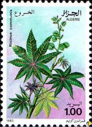 Flore - Plantes Médicinales