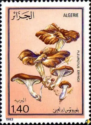 Flore - Champignons