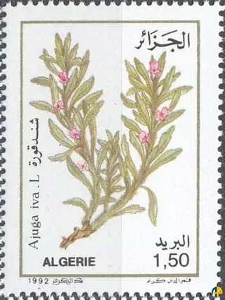 Flore - Plantes Médicinales