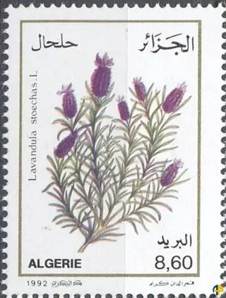 Flore - Plantes Médicinales