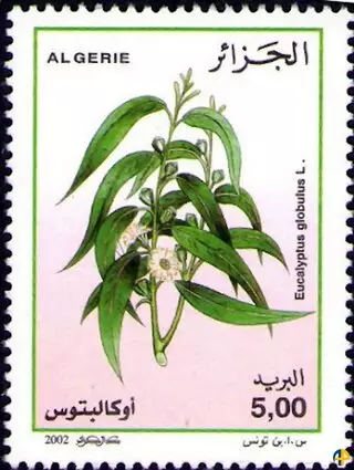 Flore - Plantes Médicinales