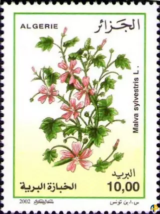 Flore - Plantes Médicinales