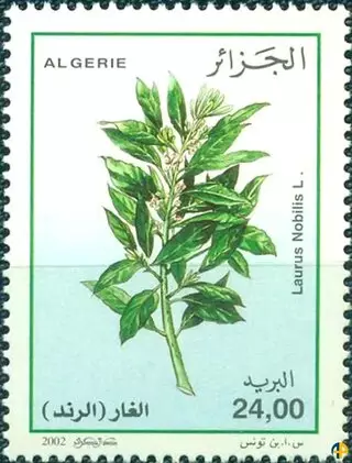 Flore - Plantes Médicinales