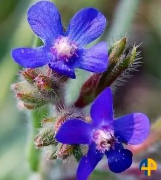 Bourrache (Borago officinalis)