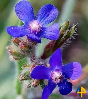 Bourrache (Borago officinalis)