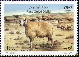 اغنام جزائرية