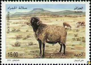 اغنام جزائرية