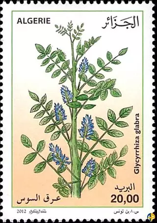 Plantes Médicinales