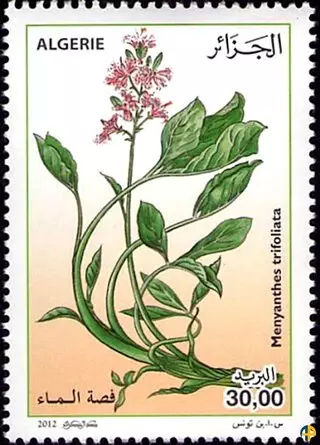 Plantes Médicinales