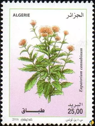 Plantes Médicinales